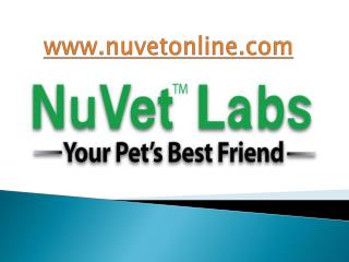 NuVet Labs| 5 Commands You Must Teach Your Dog