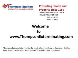 Termite Services