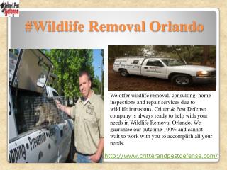 #Wildlife Removal Orlando