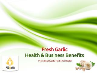 Fresh Garlic - Health and Trading Business Benefits