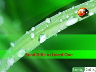 Online Flower and Gifts