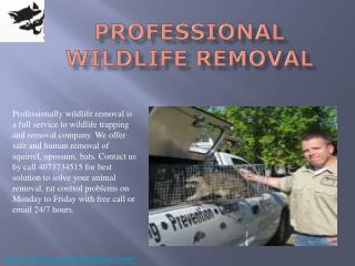 #Professional Wildlife Removal
