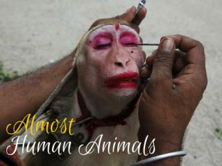 Almost Human Animals