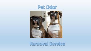 Pet Odor Removal