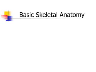 Basic Skeletal Anatomy