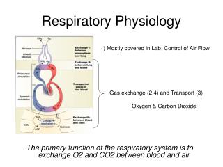 Respiratory Physiology