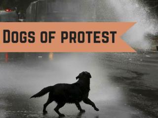 Dogs of Protest