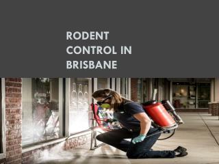 Rodent Control In Brisbane