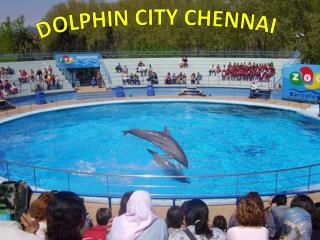 Dolphin City Chennai – Find Address, Fees