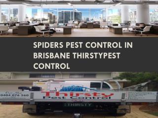 Spiders Pest control in Brisbane thirstypest control