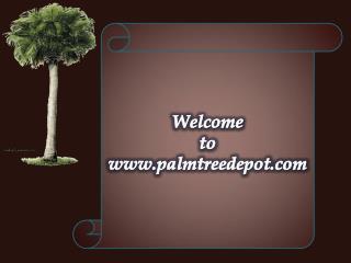 Variety of Palm Trees to Sale in North & South Carolina