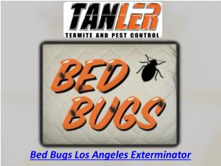 Bed Bugs Los Angeles Exterminator