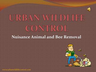 Why Rodent Control Service is Important?