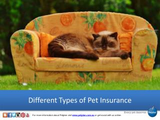 Different Types of Pet Insurance - Petplan