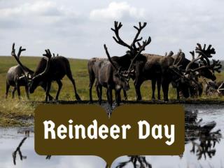 Reindeer Day