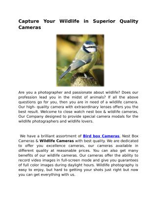 Wireless Wildlife Camera