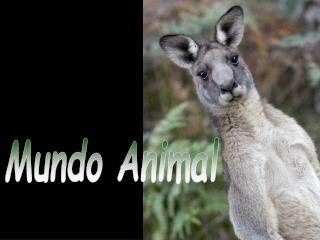 Mundo Animal