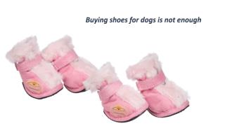 Buying shoes for dogs is not enough