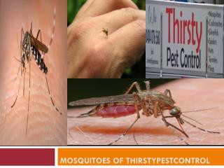 Mosquitoes of Thirstypestcontrol