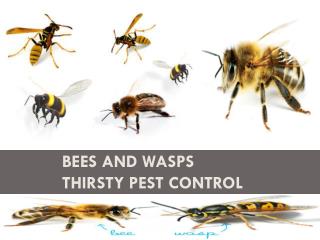 Bees and Wasps Thirsty Pest Control