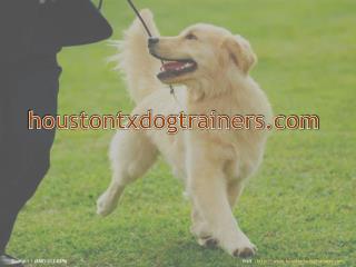 Houston Dog Trainers