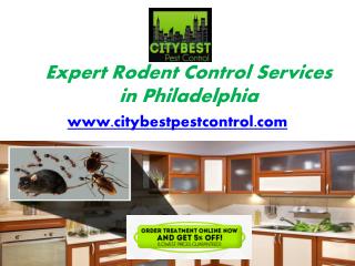 Professional Rodent Control Services in Philadelphia - www.citybestpestcontrol.com