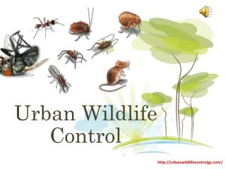 Best Service for Pest Control in Atlanta Ga