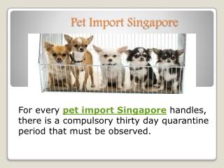 Pet Relocation Singapore