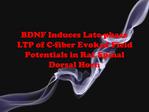 BDNF Induces Late-phase LTP of C-fiber Evoked Field Potentials in Rat Spinal Dorsal Horn
