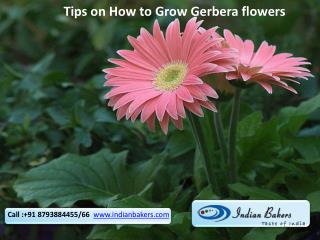 Tips on How to Grow Gerbera Flowers/Buy Gerbera Flowers Online