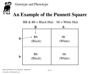 An Example of the Punnett Square