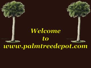 Different Types of Palm Trees