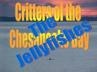 Critters of the Chesapeake Bay