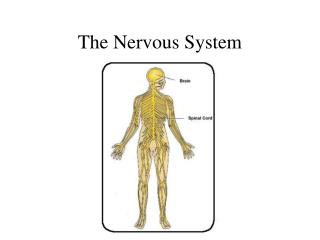 The Nervous System