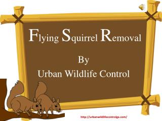Humane Methods For Flying Squirrel Removal