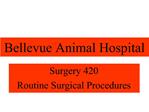 Bellevue Animal Hospital