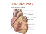 The Heart: Part 2