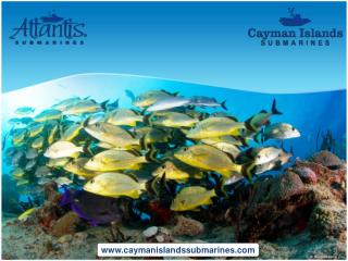 One of the most exciting things to do at Cayman Islands