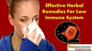 Effective Herbal Remedies For Low Immune System