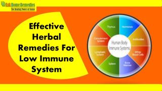 Herbal Immunity Boosting Supplements To Increase Immunity Of Body