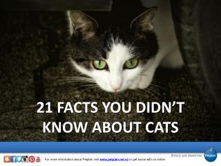 21 Facts You Didn’t Know About Cats