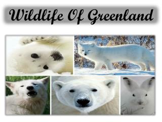 Wildlife Of Greenland