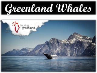 Greenland whales