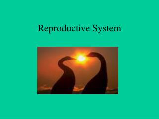 Reproductive System