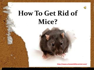 Why We Need Mice Removal Service