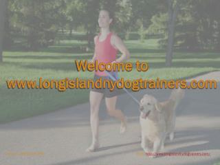 Dog training long island