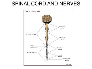 SPINAL CORD AND NERVES