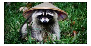 Raccoon Removal Experts