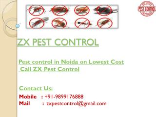 Eco-Friendly Pest Control for bed bugs in Noida - 10% off Call ZX Pest Control