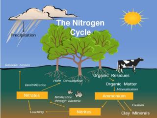 PPT - The Nitrogen Cycle PowerPoint Presentation, free download - ID:722344